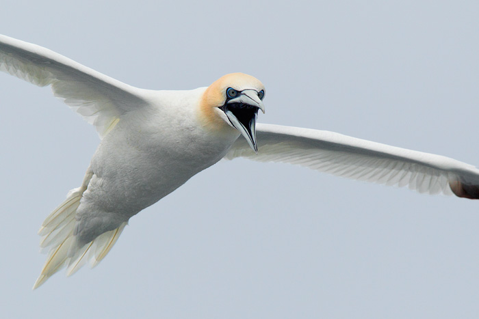 Northern gannet