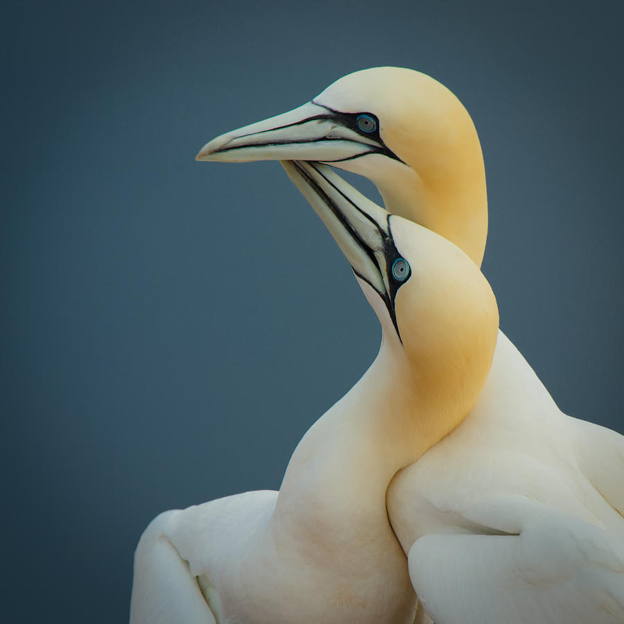 Pretty Northern gannet