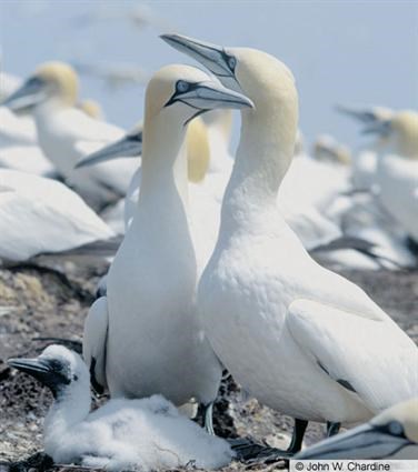 Pretty Northern gannet