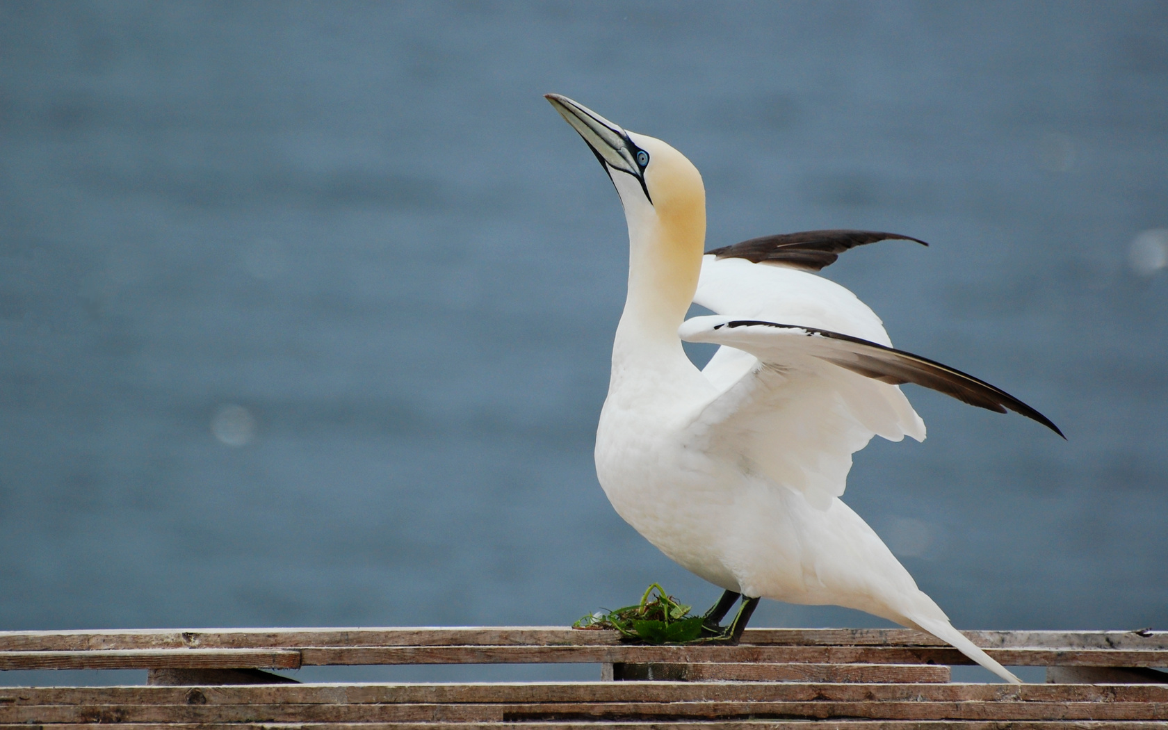 Pretty Northern gannet