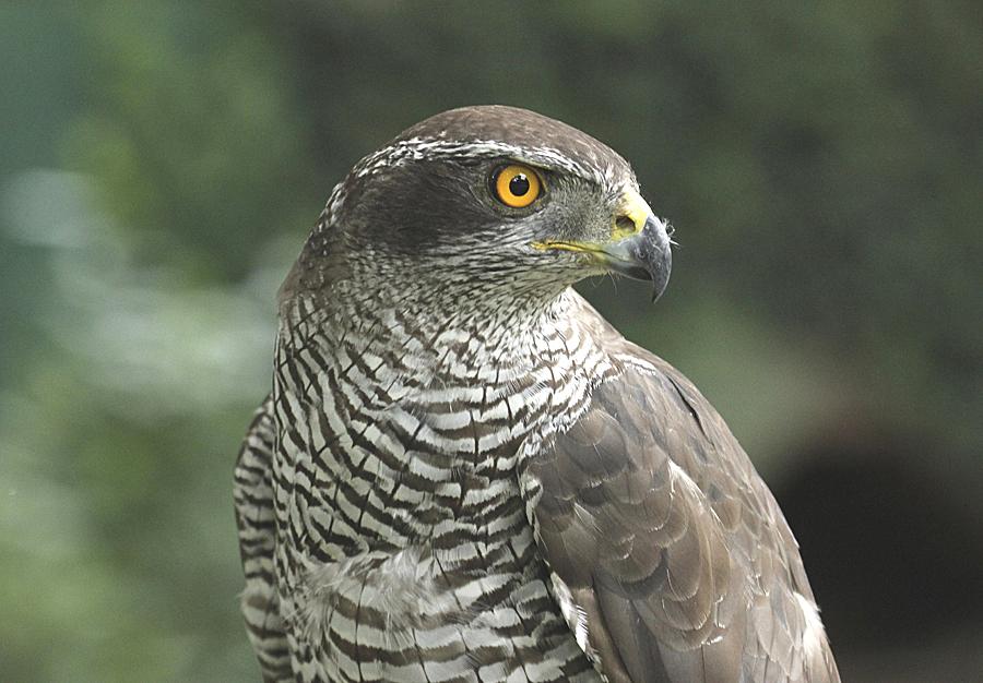Northern goshawk