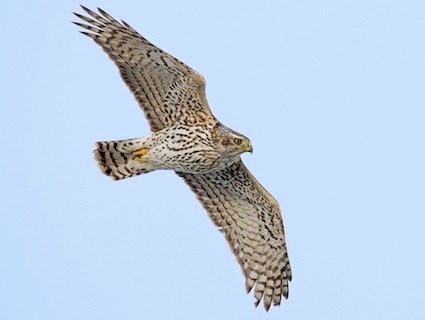 Pretty Northern goshawk