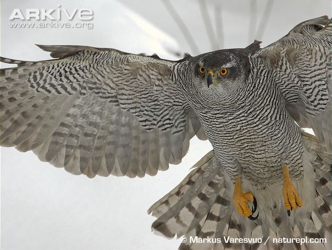 Pretty Northern goshawk