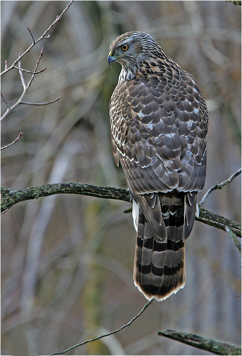 Pretty Northern goshawk
