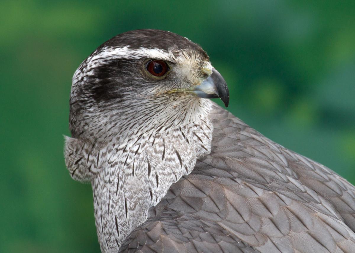 Pretty Northern goshawk