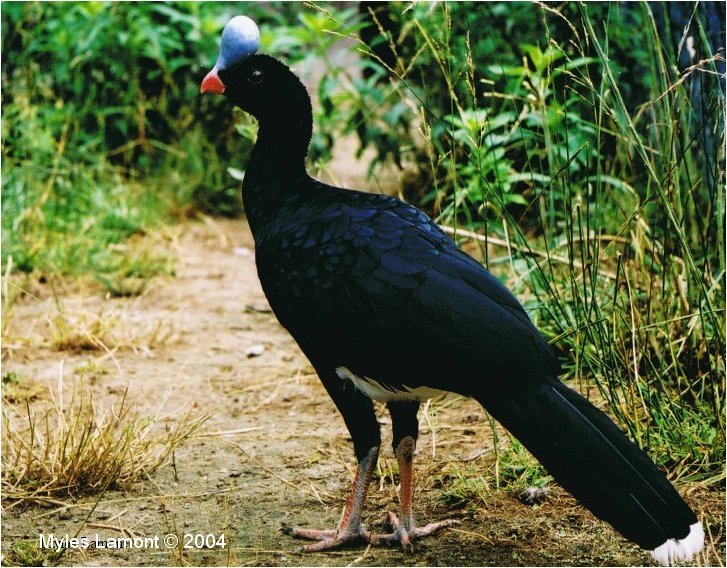 Pretty Northern helmeted curassow