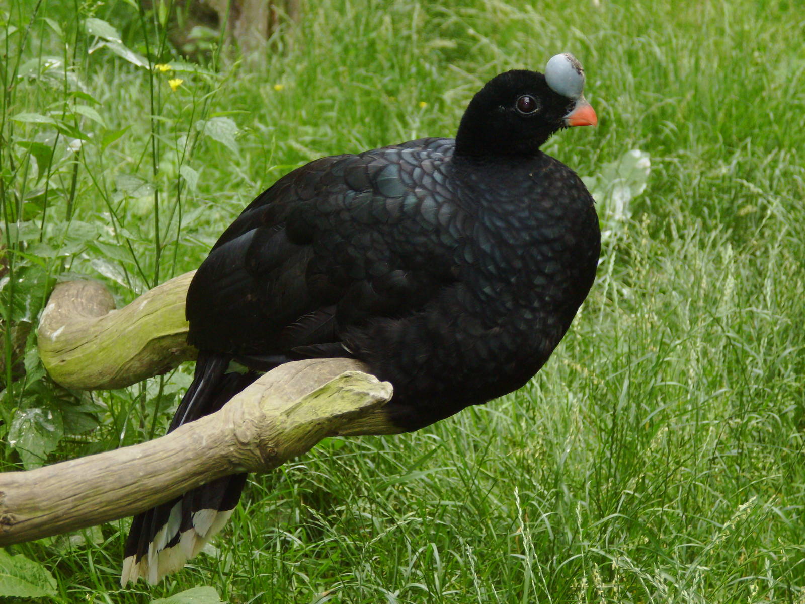 Pretty Northern helmeted curassow