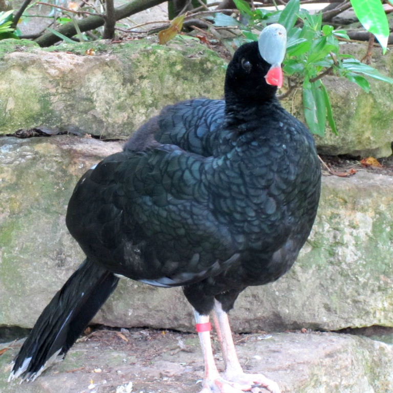Pretty Northern helmeted curassow
