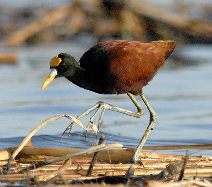 Pretty Northern jacana