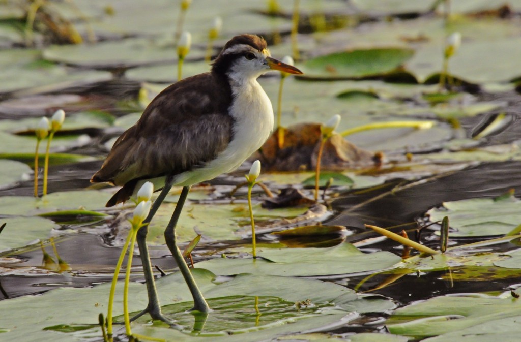 Pretty Northern jacana