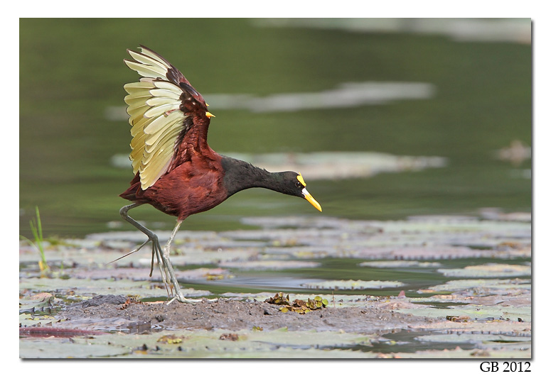 Pretty Northern jacana