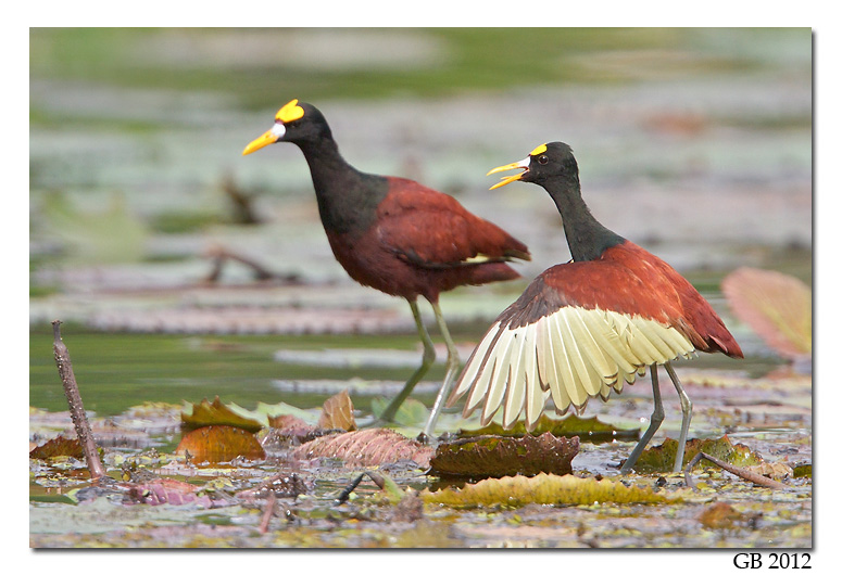 Pretty Northern jacana