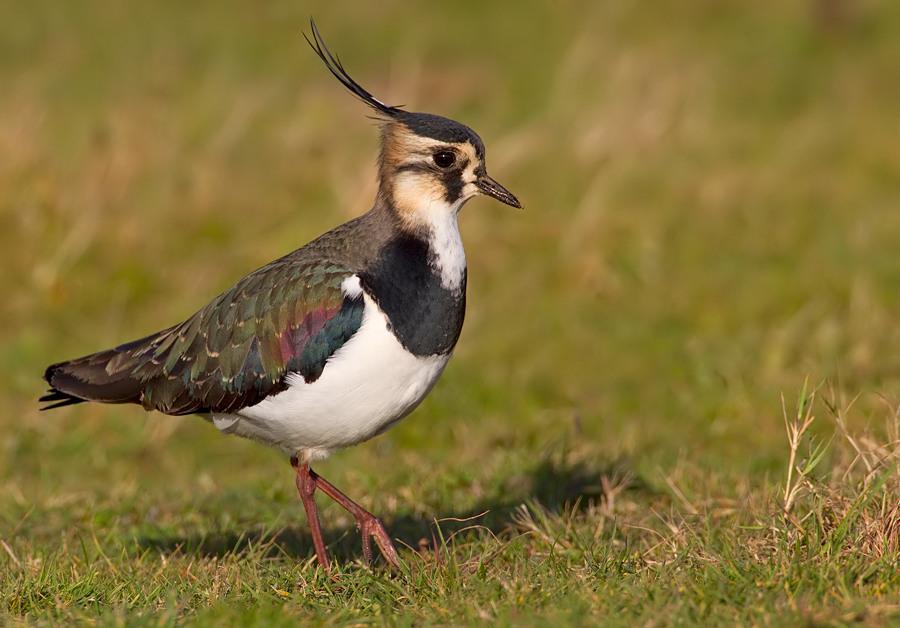 Northern lapwing