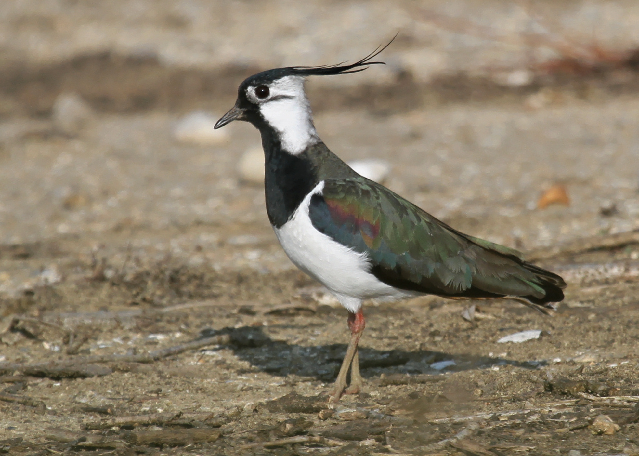 Pretty Northern lapwing