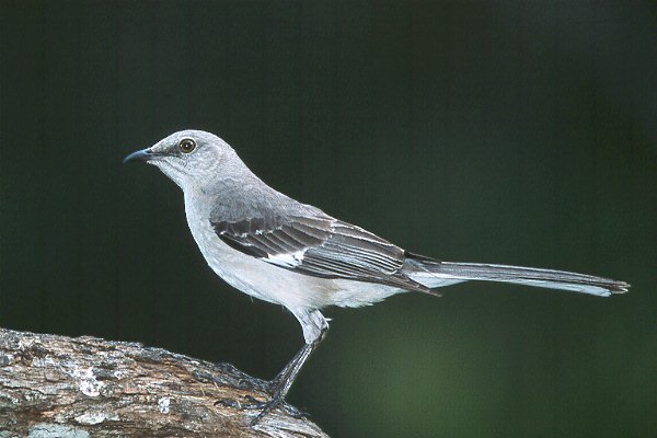 Pretty Northern mockingbird