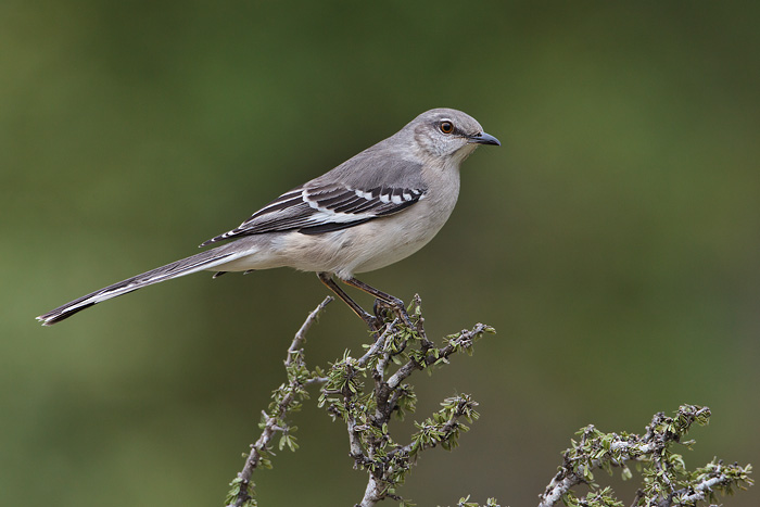 Pretty Northern mockingbird