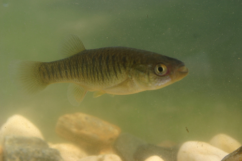 Northern mummichog