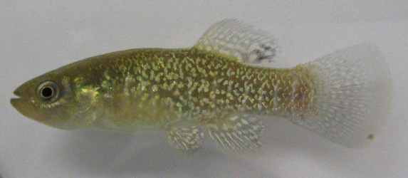 Pretty Northern mummichog