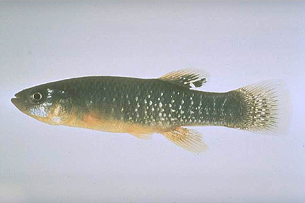 Pretty Northern mummichog