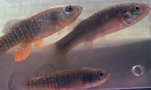 Pretty Northern mummichog