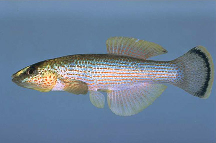 Pretty Northern mummichog