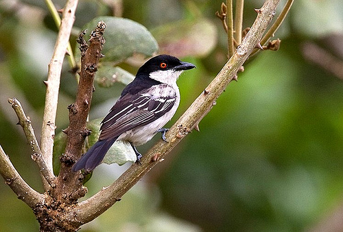 Northern puffback