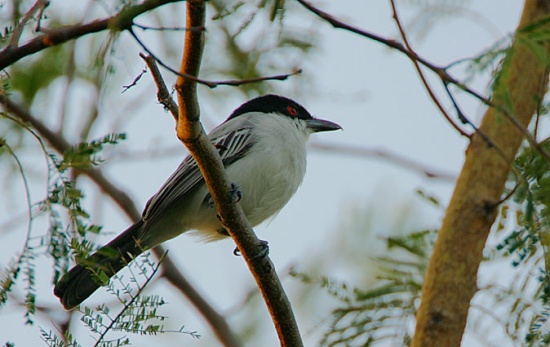Pretty Northern puffback