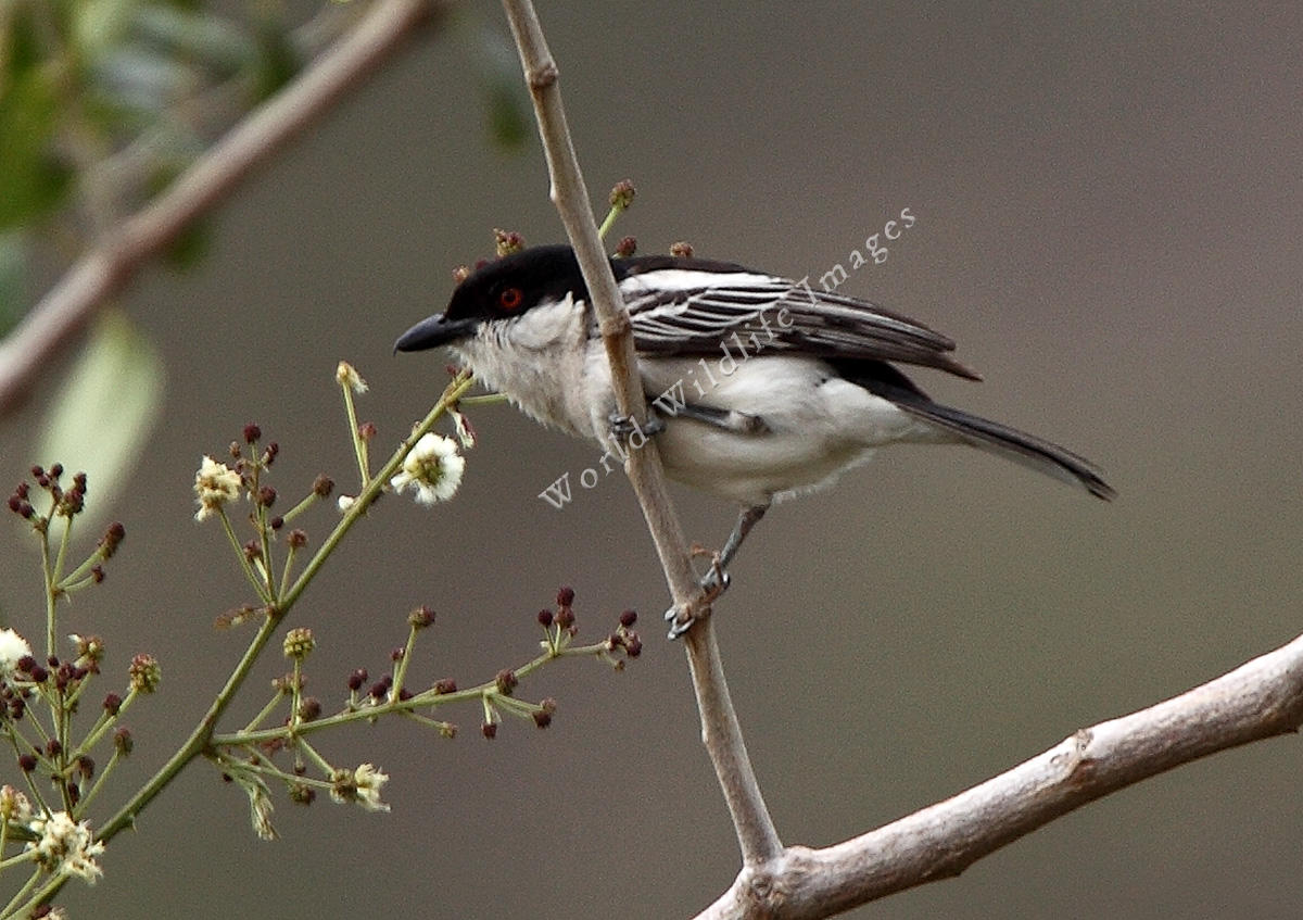 Pretty Northern puffback