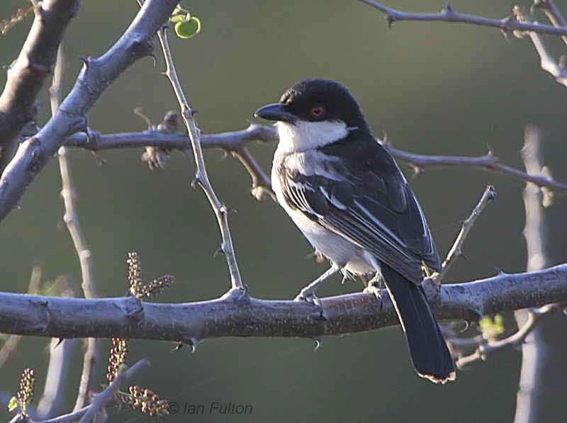 Pretty Northern puffback