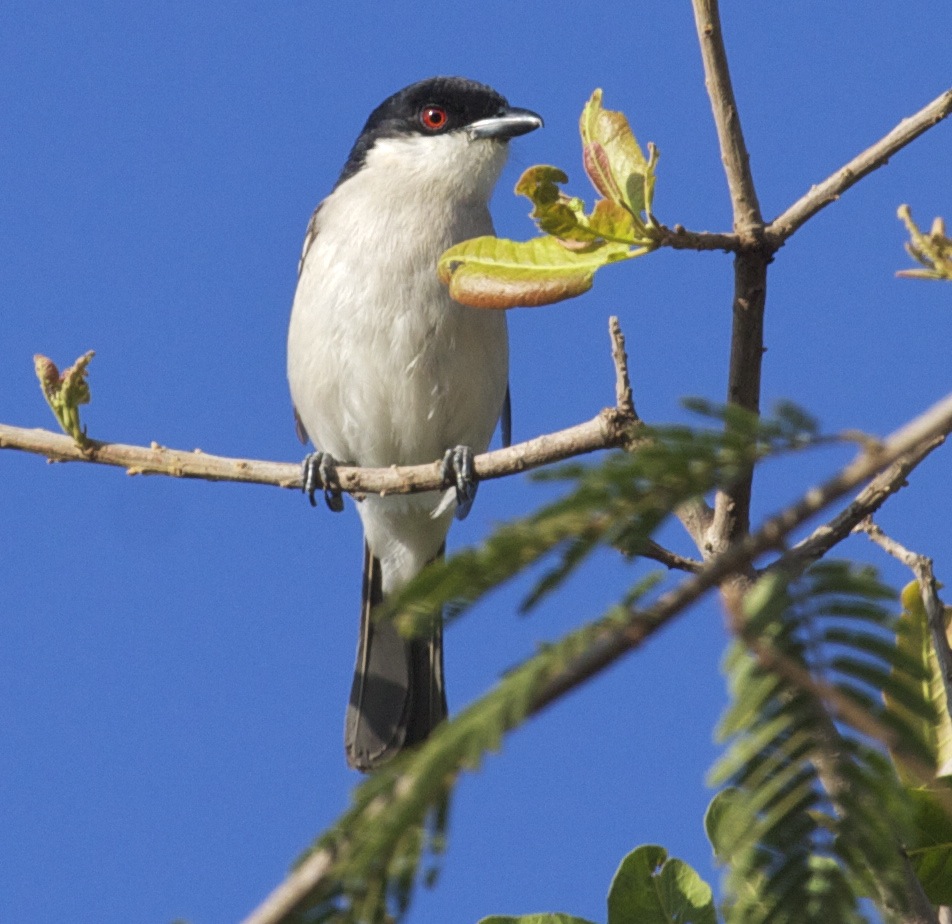 Pretty Northern puffback