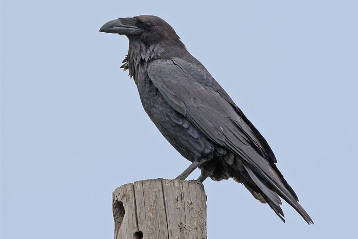 Northern raven