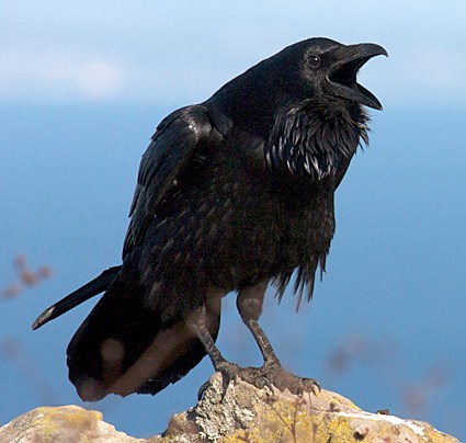 Pretty Northern raven