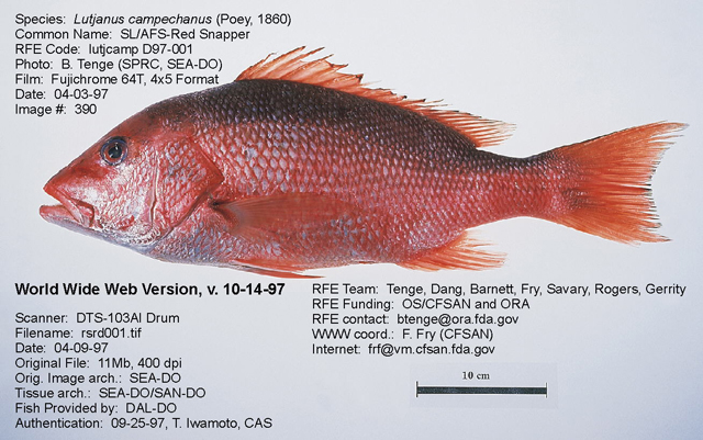 Northern red snapper