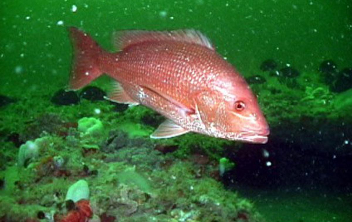 Pretty Northern red snapper