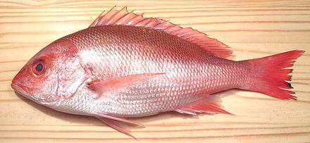 Pretty Northern red snapper
