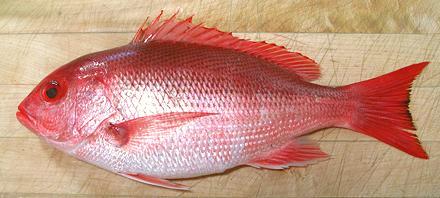 Pretty Northern red snapper