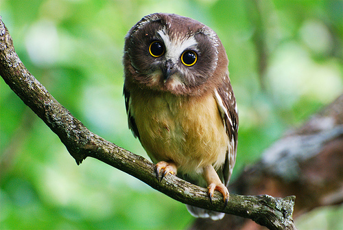 Northern saw-whet owl