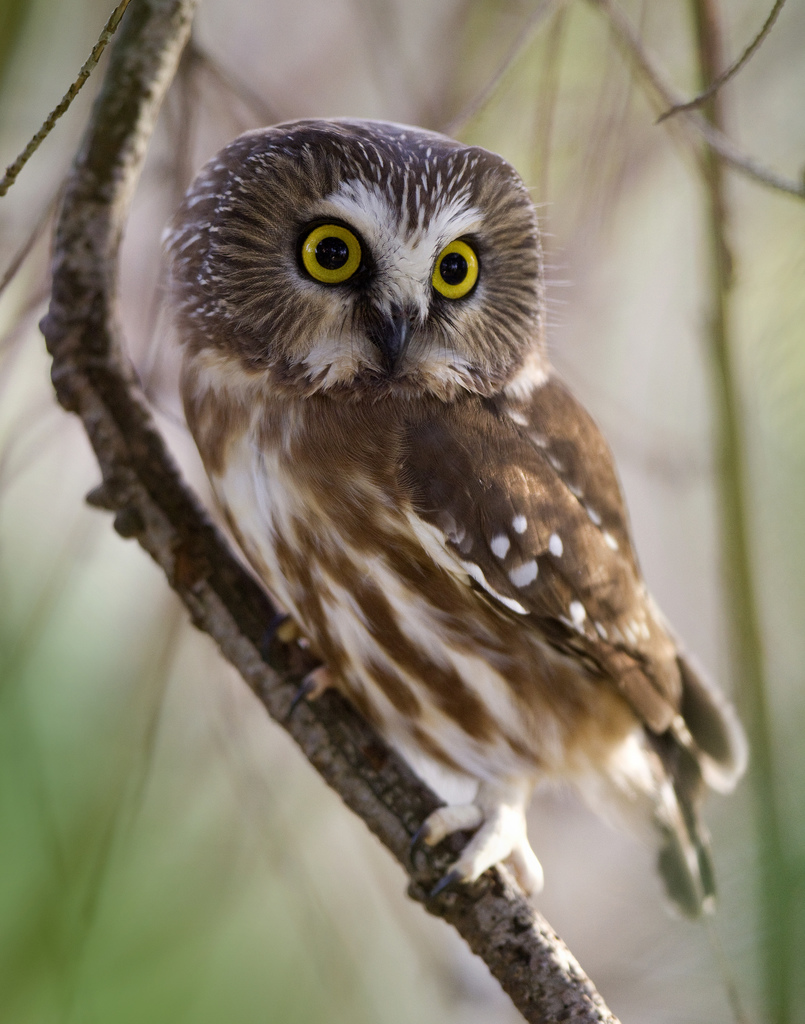 Pretty Northern saw-whet owl