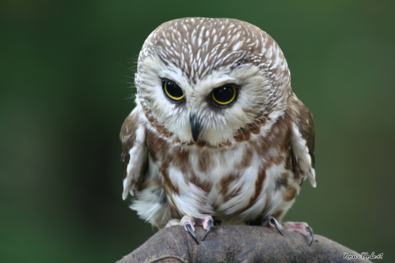Pretty Northern saw-whet owl
