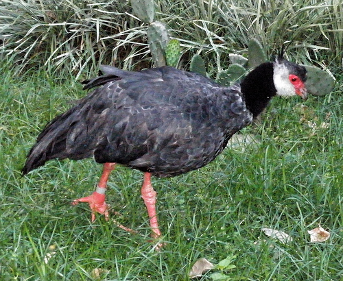 Northern screamer