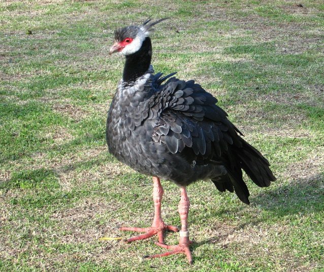 Pretty Northern screamer