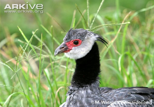 Pretty Northern screamer