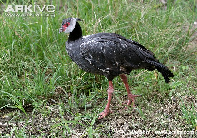 Pretty Northern screamer