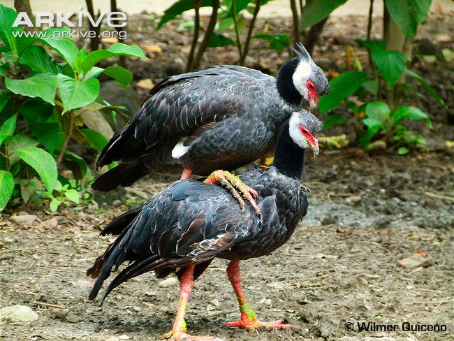 Pretty Northern screamer