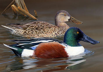 Northern shoveler