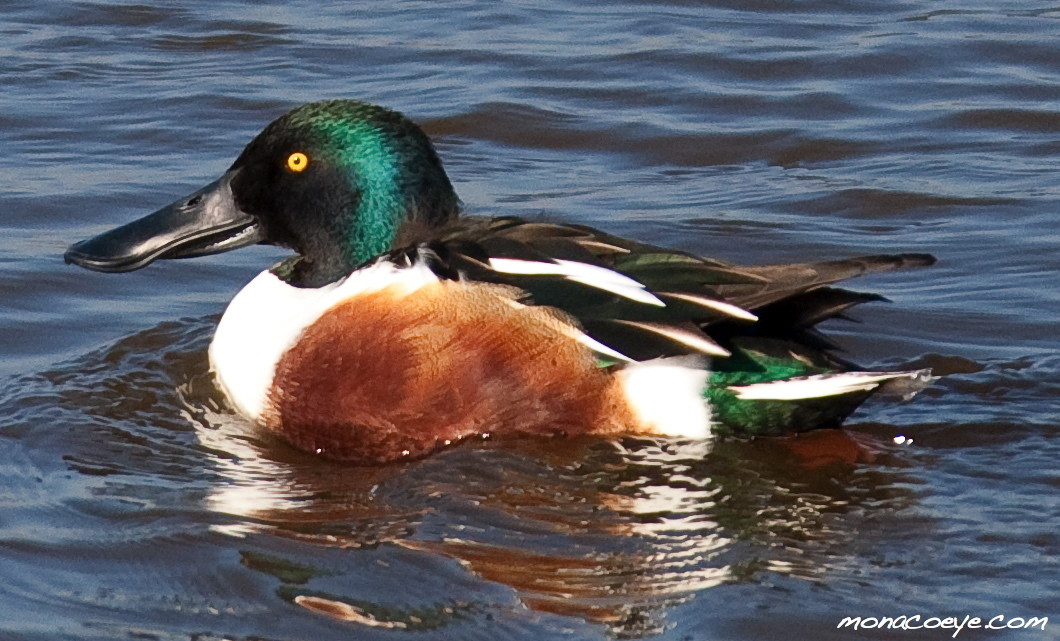 Pretty Northern shoveler