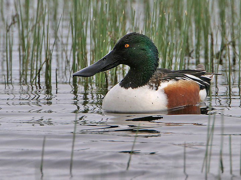 Pretty Northern shoveler