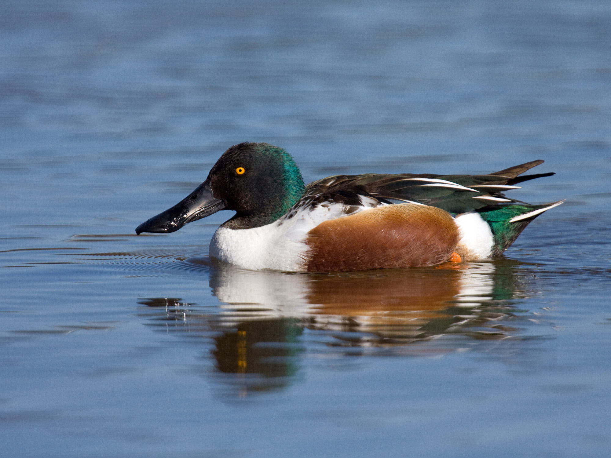 Pretty Northern shoveler