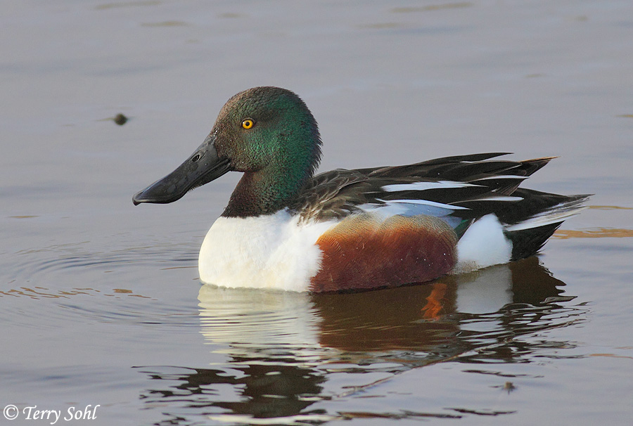 Pretty Northern shoveler