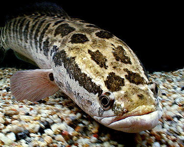 Pretty Northern snakehead